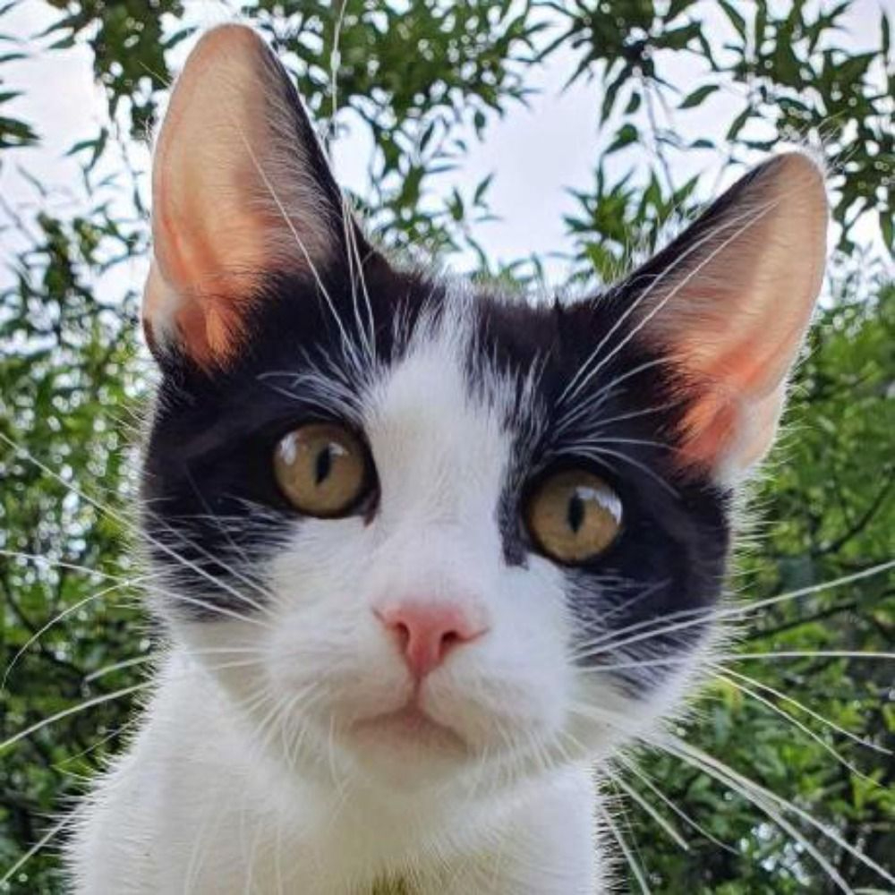 patak.cat