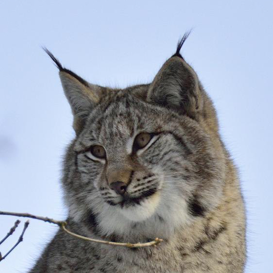 freyja-lynx.dev