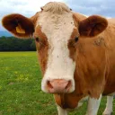 cow.computer