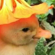 technoduck.me